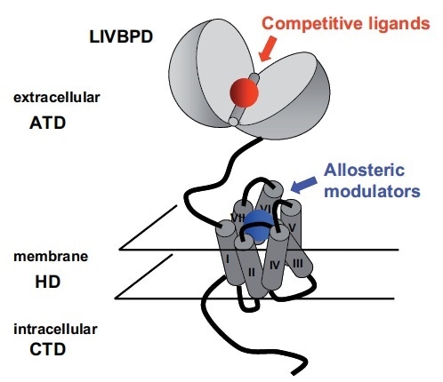 Schematic Representation of an mGlu Receptor: The Two Orthosteric and Allosteric Binding Sites are Indicated.