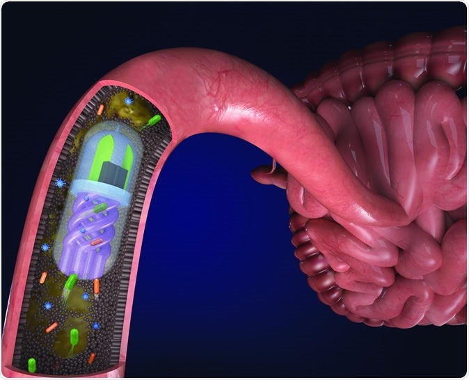 Bacteria in the gut are pulled into the helical channels by an osmotic