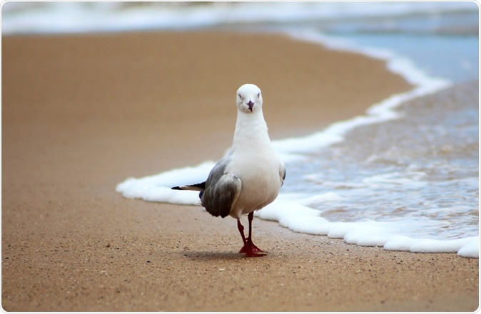 A Silver Gull (Chroicocephalus novaehollandiae). Image Credit: Kate Haskova / Shutterstock