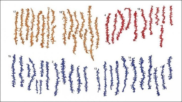 Sleep makes synapses ready for new learning