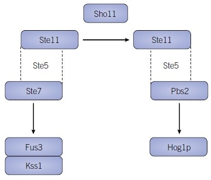Regulation by Scaffolding