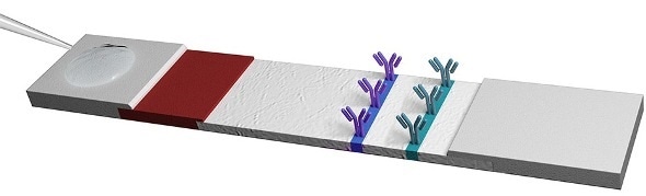 Scientists propose new way to enhance sensitivity of lateral flow tests