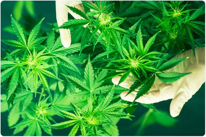 Cannabis. Image Credit: Lifestyle Discover / Shutterstock