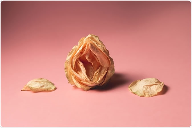 Concept of low libido. Image Credit: Pavlovska Yevheniia / Shutterstock