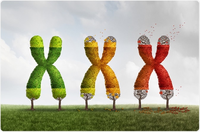 Telomere length loss health concept with DNA and shortening telomeres. 3D illustration - Lightspring / Shutterstock