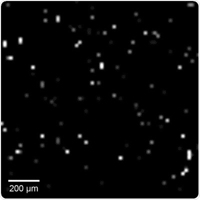 Intracellular recordings of neurons across a connected network. The videos are slowed 4× from real time. (Video courtesy of Harvard SEAS)