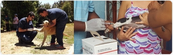 Findings highlight critical importance of mass dog vaccination