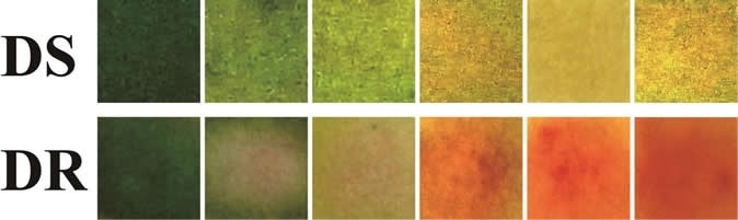 A bandage changed color from green to yellow, and from green to red, in the presence of increasing concentrations of drug-sensitive (DS) and drug-resistant (DR) E.coli, respectively. Image Credit: Adapted from ACS Central Science 2020, DOI: 10.1021/acscentsci.9b01104