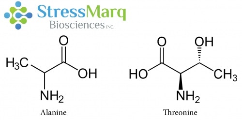 Alanine and Threonine have similar structures, but substituting Threonine for Alanine in alpha synuclein has significant effects on alpha synuclein fibrillization.