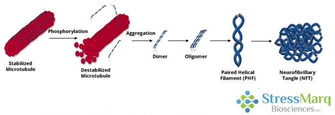 Tau dissociates from microtubules, leading to their destabilization. It then aggregates into oligomers, paired helical filaments, and ultimately neurofibrillary tangles.
