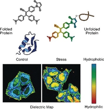 New molecular probe senses the state of proteome in live cells