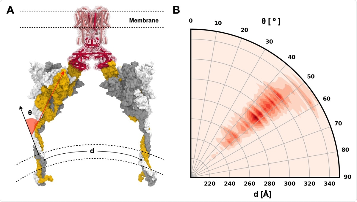 S protein configurations competent for ACE2 binding. (A) Illustrative snapshot of S protein-ACE2-B0AT1 complex. Three individual chains of S protein are colored in yellow, gray, and white, and ACE2 and B0AT1 are represented as red and pink, respectively. (B) Distribution of tilting angle (θ) as a function of the arc length (d) between the centers of mass (COMs) of TM domains.