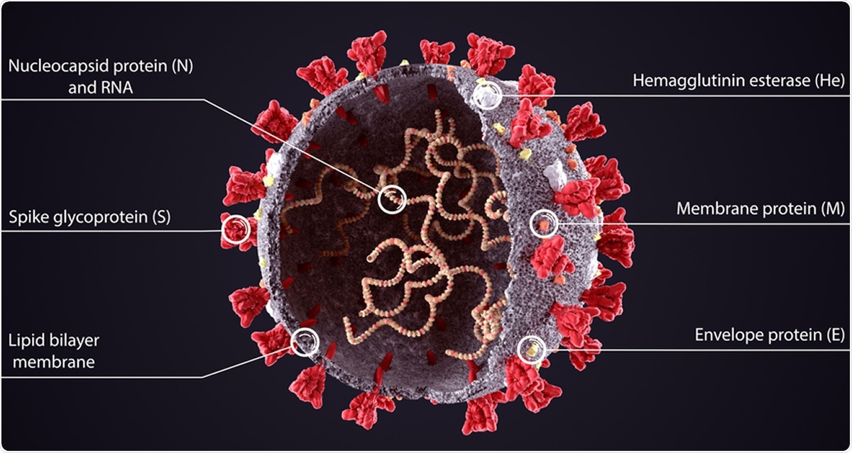 Study: Distinct Phenotypes of SARS-CoV-2 Isolates Reveal Viral Traits Critical for Replication in Primary Human Respiratory Cells. Image Credit: Orpheus FX / Shutterstock