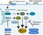 Study confirms SARS-CoV-2 spike glycoprotein promotes a hyper-inflammatory immune response