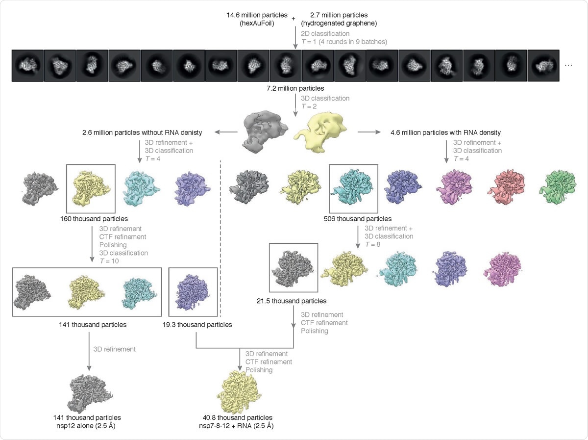 Cryo-EM data processing summary. The flowchart shows the main steps in the data processing, from particle picking, through classification, to final maps. A selected subset of the initial reference-free 2D class averages and all the intermediate 3D class averages computed during the processing of this dataset are shown. All 3D class averages, selected for subsequent rounds of processing, are boxed in gray, and the number of particles in each of these is shown. Further attempts to process the discarded classes are omitted from this chart for clarity, as these data did not contribute to the final particle set.