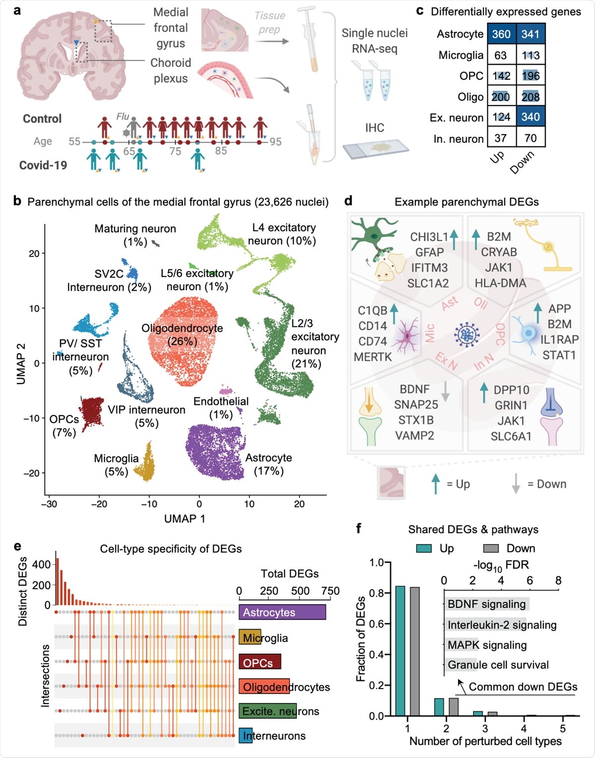 Cell type-specific gene expression changes in the brain of COVID-19 patients. a, Study design. Colored triangles denote brain regions studied for each patient. b, Uniform Manifold Approximation and Projection (UMAP) of 23,626 nuclei captured from the human medial frontal cortex, colored by cell type and labeled with percent of total nuclei. Note, that as in prior reports32,34,35, the ‘Endothelial’ cluster also exhibits vascular mural cell markers. c, Differentially expressed gene (DEG) counts for each cell type (MAST with default thresholds, FDR < 0.05, Log (fold change) > 0.25 (absolute value)). The intensity of the blue color and the size of the squares are proportional to entry values. d, Example differentially expressed genes (DEGs) in COVID-19: excitatory (Ex N) and inhibitory (In N) neurons, astrocytes (Ast), oligodendrocytes (Oli), oligodendrocyte precursor cells (OPC), and microglia (Mic). e, Matrix layout for intersections of DEGs shared across and specific to each cell type. Circles in the matrix indicate sets that are part of the intersection, showing that most DEGs are cell type-specific. f, Fraction of total up- and downregulated genes (y-axis) as a function of the total number of cell types in which the differential expression occurs. Biological pathways associated with genes downregulated in COVID-19 that are common to ≥2 cell types are shown (n = 161 genes, hypergeometric test, FDR correction).