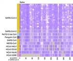 Newly identified coronavirus epitopes induce robust antibody responses