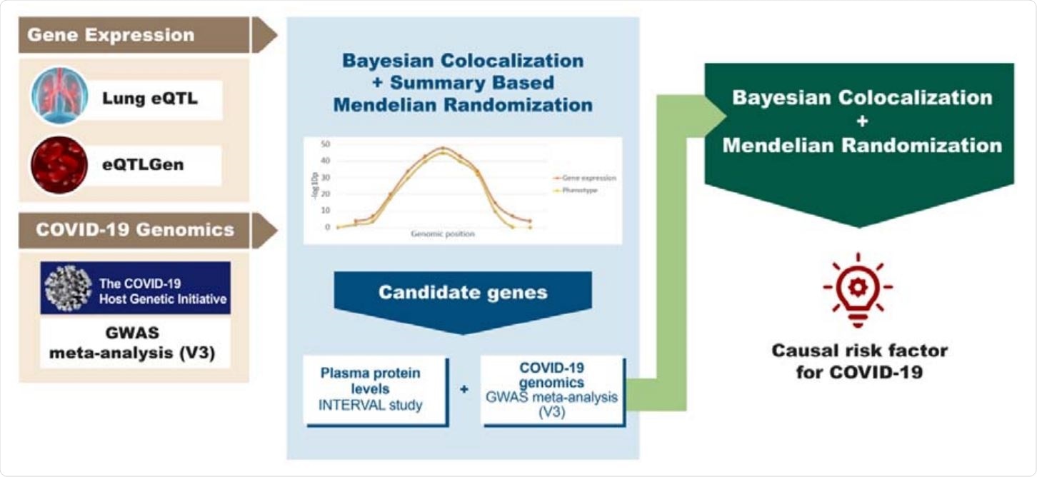 Study overview. The diagram summarizes the genomics datasets and analytic pipeline of the study. First, publicly available -omics datasets were obtained, which were later processed using integrative genomics (IG) methods (Bayesian Colocalization and Summary-based Mendelian Randomization) to identify potential candidate genes for COVID-19 phenotypes. Lastly, using a Bayesian Colocalization and Mendelian Randomization approach we explored the causal association between the plasma protein levels of the most promising candidate gene and COVID-19.