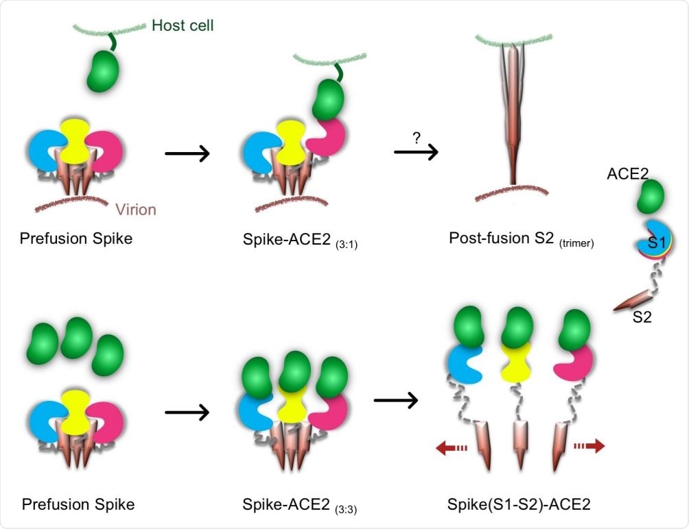 Proposed models for Spike-hACE2 complex formation and structural rearrangement. The upper row shows a possible pathway leading to a conformational change of the trimeric SARS-CoV2 Spike. In this model, one hACE2 molecule binds to one Spike S1 monomer and induces the conformational changes in the trimeric Spike. Subsequently, a post-fusion S2 trimer is formed. The lower row shows a novel proposed pathway leading to Spike trimer disassembly by hACE2. In presence of a high concentration of hACE2 molecules, a Spike-hACE2 (3:3) complex is formed. Structural clashes between the three Spike-hACE2 elements lead to their dissociation. This induces the formation of monomeric Spike-hACE2 complexes.