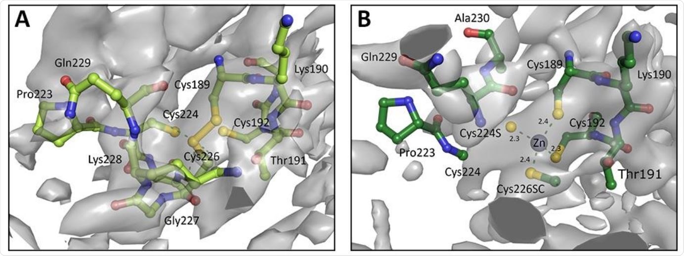 A. Chain A of zinc finger from PDB entry 6W9C as deposited, with Cys189 and Cys226 forming a disulphide bond instead of a Zn binding site. B. Re-modelled structure with zinc binding site, utilising 3-fold NCS, prior knowledge about coordination chemistry, and increased geometry weights to improve the map. Electron density is displayed as an isosurface contoured to 1σ.