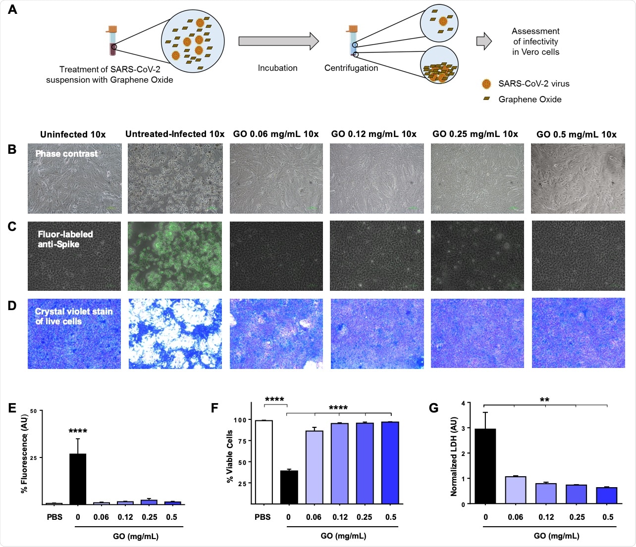Graphene oxide (GO) entraps the SARS-CoV-2 virus and prevents infection. (A) A schematic representation of the experimental design to assess the ability of GO to trap virus in solution is shown. A SARS-CoV-2 clinical isolate was suspended in phosphate buffered saline (PBS) at ~105 virus particles/mL and incubated with increasing concentrations of GO (0.06, 0.12, 0.25, and 0.5 mg/mL) or without GO (untreated) as positive control. Two hours later, GO was removed by centrifugation and supernatants used to infect VERO cells. Cell viability was monitored daily and representative images taken at 72 h post-infection by (B) light microscopy to visualize cell density or (C) fluorescent microscopy following immunofluorescent labeling of cells with an anti-viral spike (S) protein antibody. (D) Cell viability was also assayed with Crystal violet staining. (E) Fluorescence and (F) Crystal violet staining images were analyzed using ImageJ software to quantify infected cells and cytotoxicity, respectively. (G) Lactate dehydrogenase (LDH) was quantified in the cell supernatants to measure SARS-CoV-2-mediated cytotoxicity. Data were graphed as the mean with SD. All experiments were analyzed by using one-way ANOVA tests followed by Tukey’s correction (p < 0.05 = *; p < 0.01 = **; p < 0.001 = ***).