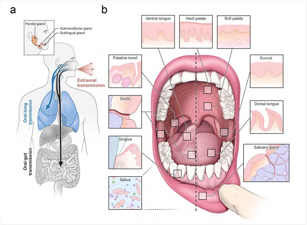 An infection and transmission axis for SARS-CoV-2 among distinct oral niches. (a) The contribution of the oral cavity to COVID-19 pathogenesis and transmission has been little explored. It is unknown whether SARS-CoV-2 can infect and replicate in the oral mucosa or glands. This is critical because if the glands or mucosa are sites of early infection, they may play an important and underappreciated role in transmitting virus “intermucosally” to the lungs or gastrointestinal tract. Alternatively, saliva may also play a central role in transmitting the virus extraorally in asymptomatic, pre-symptomatic, or symptomatic individuals. (b) The human oral cavity is a diverse collection of tissue niches with potentially unique vulnerabilities to viral infection. These sites include oral mucosae (hard palate, buccal mucosa, dorsal and ventral tongue) as well as the also the terminally differentiated secretory epithelia of the minor saliva glands (distributed in the buccal and labial mucosa, hard and soft palate, ventral and dorsal tongue) and major saliva glands (parotid, submandibular, and sublingual). Nearby are diverse oropharyngeal niches (palatine and lingual tonsils, soft palate). Saliva, a mixture of fluids, electrolytes, proteins, and cells (immune and sloughed mucosal epithelial cells) is made primarily by the saliva glands and empties into the oral cavity where it mixes with other fluids (crevicular fluid) and cells.