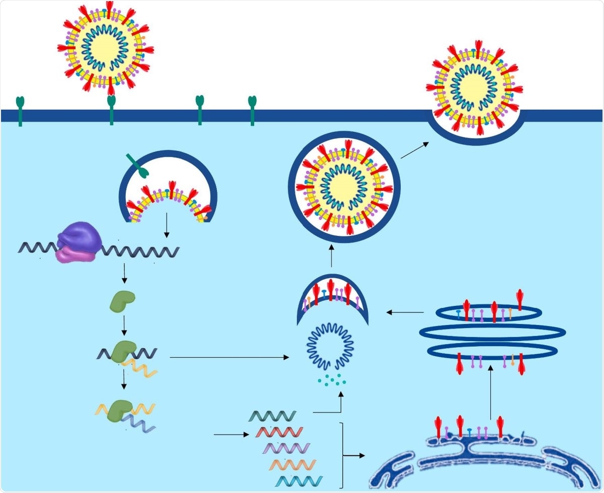 The life cycle of SARS-CoV-2 from entry and viral replication to viral release in the human cell.