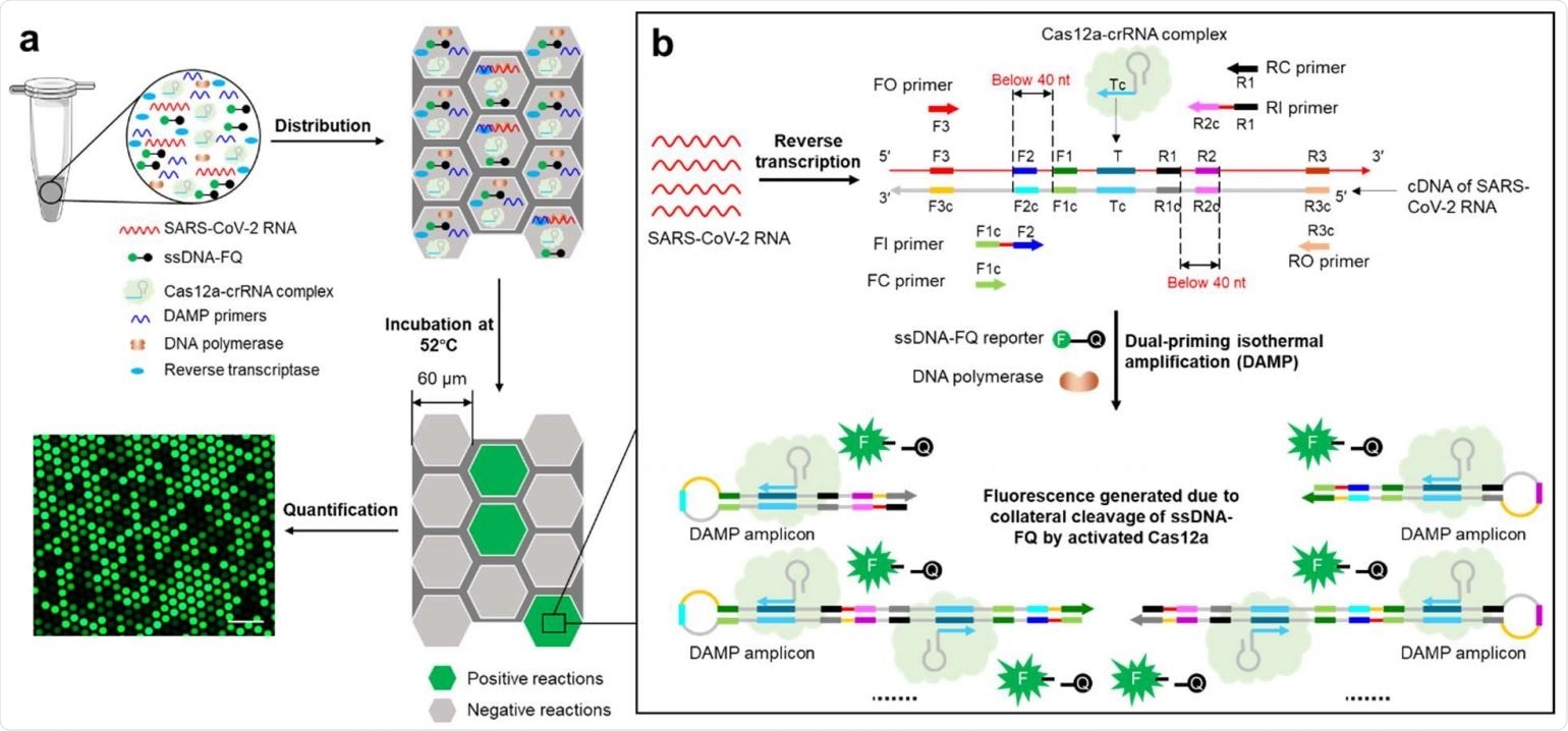 Overview of digital WS-CRISPR assay. a, One-pot WS-CRISPR reaction mixture is first prepared in one tube. After distributed into QuantStudio 3D digital chip, over ten thousand sub-nanoliter (~0.7 nL) microreactions are isolated in microwells. When incubated at 52°C, each microreaction with SARS-CoV-2 RNA target undertakes WS-CRISPR reaction and generates strong green fluorescence (positive spots), whereas not in those without target (negative spots). Scale bar is 300 μm. Through detecting and counting the positive microreactions (or spots), SARS-CoV-2 RNA can be quantified based on the proportion of positive spots. b, Working principle of one-pot WS-CRISPR assay for SARS-CoV-2 detection. The WSCRISPR reaction mixture contains Cas12a-crRNA complex, six DAMP primers (two outer primers of FO and RO, two inner primers of FI and RI, and two competition primers of FC and RC), ssDNA-FQ reporter, SuperScript IV reverse transcriptase, Bst DNA polymerase, and SARS-CoV-2 RNA in a one-pot format.