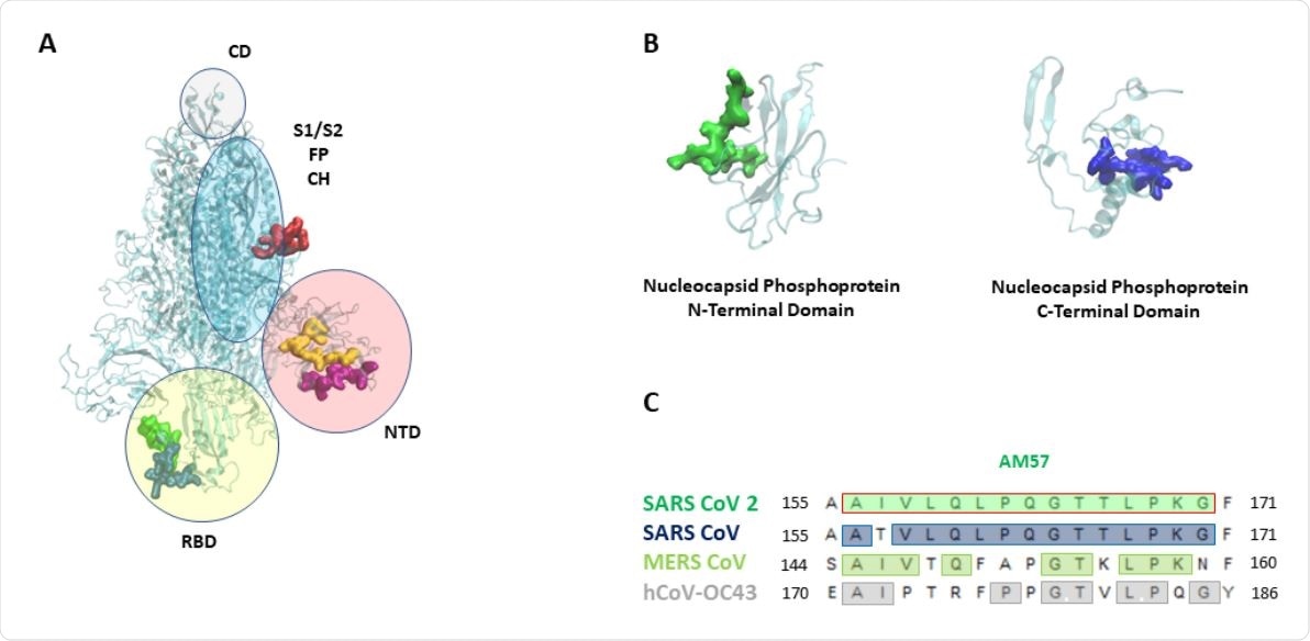 (A): SARS-CoV 2 Spike (S) protein with its domains 12 (NTD: n terminal domain, S1 e S2: furin cleavage site, CD: connecting domain, HR2: heptad repeat 2, FP: fusion peptide, CH: central helix). Epitopes are highlighted as follows: AM55 in red; AM50 in yellow; AM64 in purple; AM 63 in blue, AM 49 in green. (B) : SARS-CoV 2 nucleocapsid (N) protein, the N-terminal and C-terminal domains. Epitopes are highlighted as follows: AM57 in green, AM66 in blue. (C) : AM57 sequence alignment on SARS CoV 2, SARS CoV, MERS CoV, hCoV-OC43.