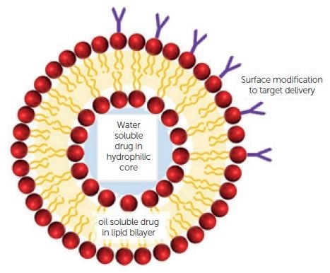 Complex liposome structure.