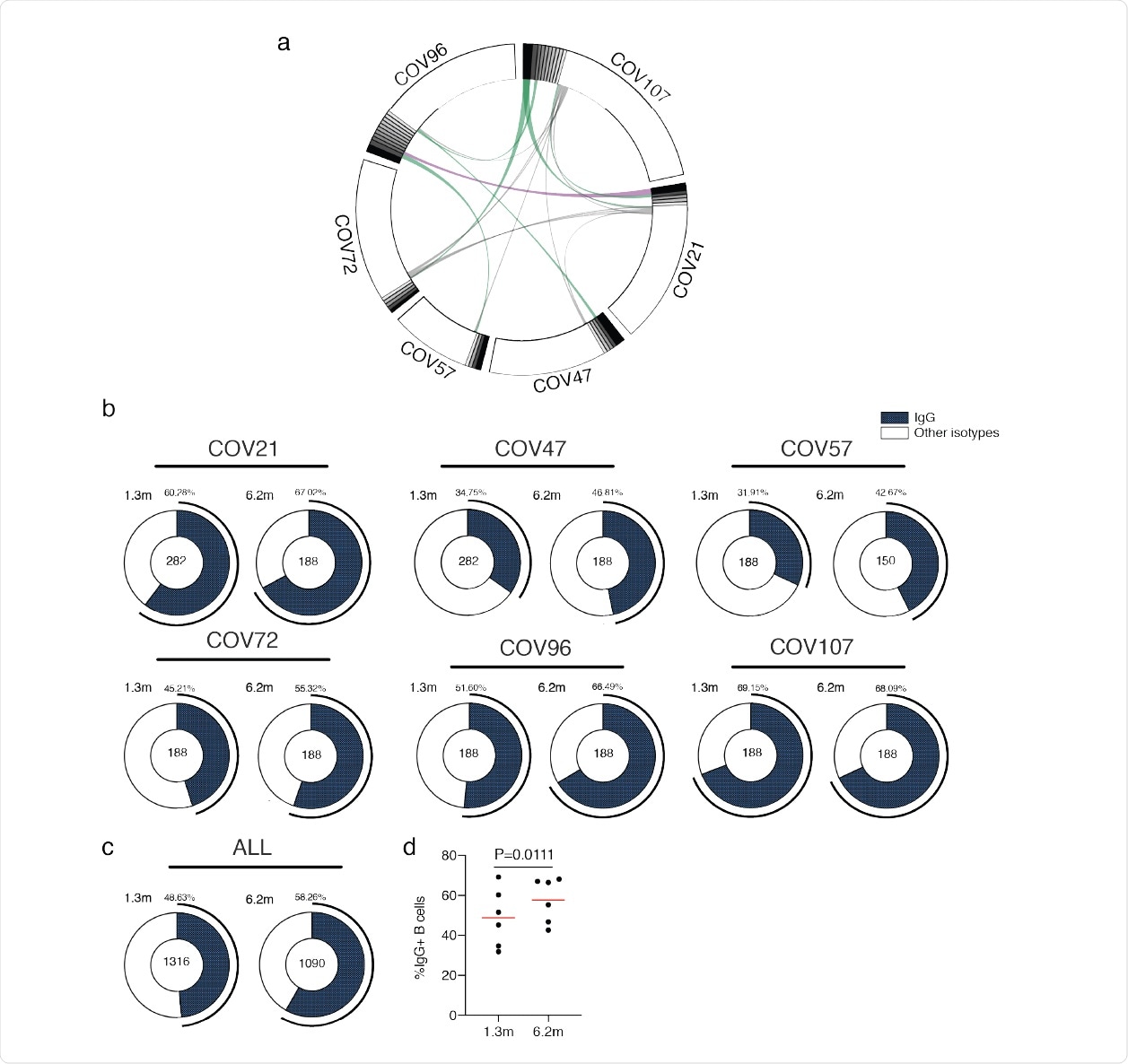 Circos plots and IgG positive RBD specific B cells a, Sequences from all six individuals with clonal relationships depicted. Interconnecting lines indicate the relationship between antibodies that share V and J gene segment sequences at both IGH and IGL. Purple, green and grey lines connect related clones, clones and singles, and singles to each other, respectively. b, For each patient, the number of IgG heavy chain sequences (black) analyzed from six individuals at month 694 1.3 (left panel) or month 6.2 post infection (right panel). The number in the inner circle indicates the number of cells that was sorted for each individual denoted above the circle. c, The same as b but showing the all 6 patients combined data. d, The comparison of the percentage of IgG positive B cells from six individuals at month 1.3 or month 6.2 post-infection. The horizontal bars indicate the mean. Statistical significance was determined using paired t test.