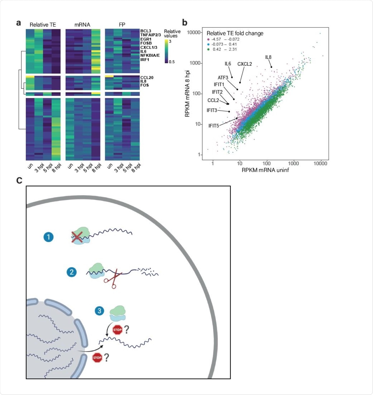 The translation of induced transcripts is impaired during infection. (A) Heat map presenting relative TE, mRNA and footprints (FP) of human genes that showed the most significant changes in their relative TE along SARS-CoV-2 infection. Shown are relative expression ratios after partitioning clustering based on changes in relative TE values. (B) Scatter plot presenting cellular transcript levels in uninfected cells compared to 8hpi. Genes are colored based on the relative change in their TE between uninfected and 8hpi. Central cytokines and IFN stimulated genes are labeled. (C) A model of how SARS-CoV-2 suppresses host gene expression through multi-pronged approach: 1. Global translation reduction; 2. Degradation of cytosolic cellular mRNAs; 3. Specific translation inhibition of newly synthesized cellular mRNAs.