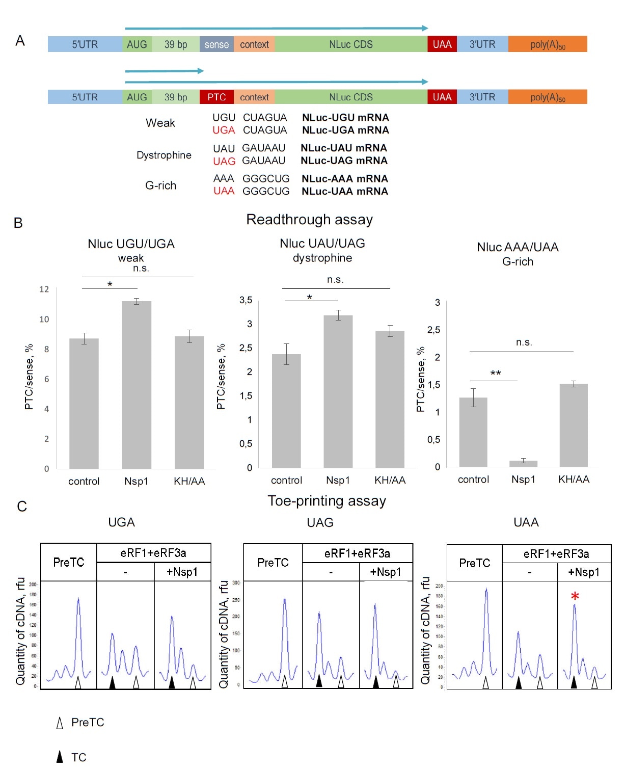 Nsp1 affected PTC readthrough in RRL. (?) Scheme of the NLuc constructions containing the leaking contexts in ß-globine 5’ UTR followed by sense codon or PTC. (B) In vitro translation in RRL with Nluc mRNA containing sense codons or PTCs in the presence/absence Nsp1 and Nsp1 mutant - KH/AA, relative luminescence units (rlu).