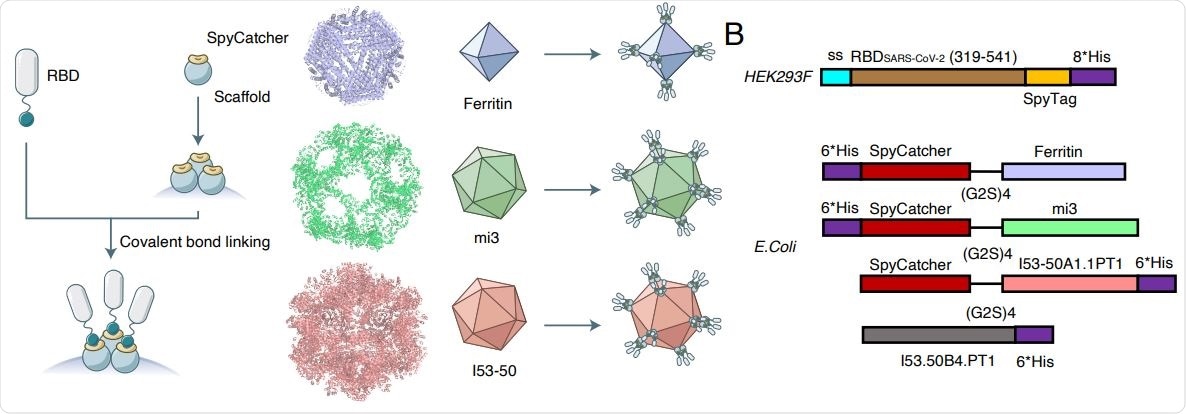 Construction and structural characteristics of RBD-conjugated nanoparticles. (A)Sketch of RBD nanoparticle design. The left flow diagram shows a brief introduction to the modification to RBD and nanoparticle scaffolds with fusion of SpyTag-SpyCatcher system. The right schema display ideal nanoparticles with full valency of RBD. Colors of each nanoparticle is accordant to the displayed palette of the following charts.