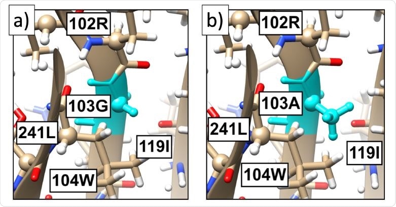 (Color online) a) The present all-atom structure of the spike protein in the neighborhood of site 103. b) The substitution of A in place of 103G, as predicted by Chimera [32]. There are no apparent steric hinders for the substitution.