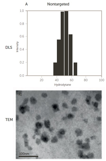 Size of non-targeted (upper) and targeted (lower) polymeric micelles by DLS and TEM