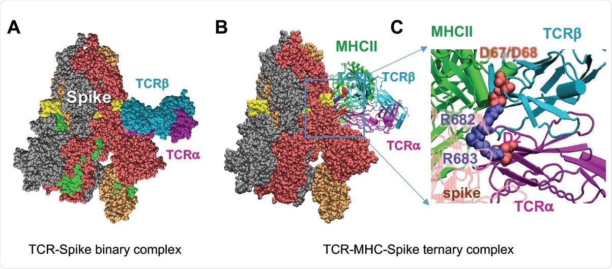 Complex Formation Between SARS-CoV-2 spike, TCR Containing Vβ11-2, and MHCII, and Comparative Analysis of TCR Vβ Sequences Homologous to Vβ11-2. (A) Binding of TCR (with Vβ chain sequentially identical to that of TRBV11-2 gene product) to the SAg-like region of SARS-CoV-2 spike. The TCR α- and β-chains are shown in magenta and cyan, respectively. The β-chain tightly binds the SAg-like region (E661 to R685; colored yellow). The spike subunits are colored dark red, beige, and gray; and the neurotoxin motif (299-356), green. (B-C) Ternary complex between spike, the same TCR and MHCII (green and the close-up view of the interfacial interactions between two basic residues, R682 and R683, on the SAg-like region of spike and the acidic residues (D67 and D68) of the TCR Vβ (D67 and D68) and TCRα.