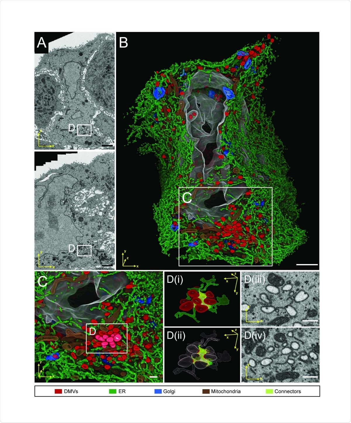 FIB-SEM analysis of whole cell volume of a SARS-CoV-2 infected cell reveals a network of DMVs and ER. Calu-3 cells were infected with SARS-CoV-2 (MOI = 5) for 24 h before being fixed and prepared for FIB-SEM analysis. (A) Two different slices through the cell volume. Note the tight association of the infected cell in the middle with the neighboring cells, giving the infected cell an hourglass-like shape in the top panel. (B) 3D rendering of the infected cell. The color code of subcellular structures is depicted on the bottom of the figure. (C) Zoom-in of the area indicated with rectangle in (B) showing a cluster of DMVs. (D) Detail of DMV - ER connections (i). DMVs are shown in red, membrane connectors are shown in citrus. (ii) Same as in (i) but with high level transparencies for DMVs and ER regions, except the areas in contact with the ER connectors. (iii and iv) Two orthogonal slices showing the raw data of the same region of the respective left panel. Scale bars: 2 µm in panels A and B, 500 nm in panels C and D.