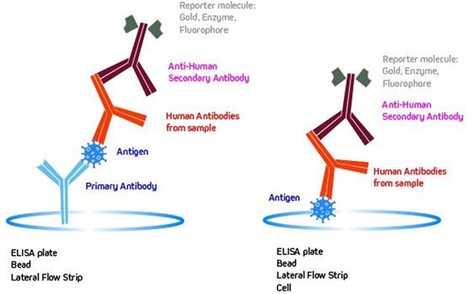 Anti-Human Secondary Antibodies and their Importance in Serological Testing