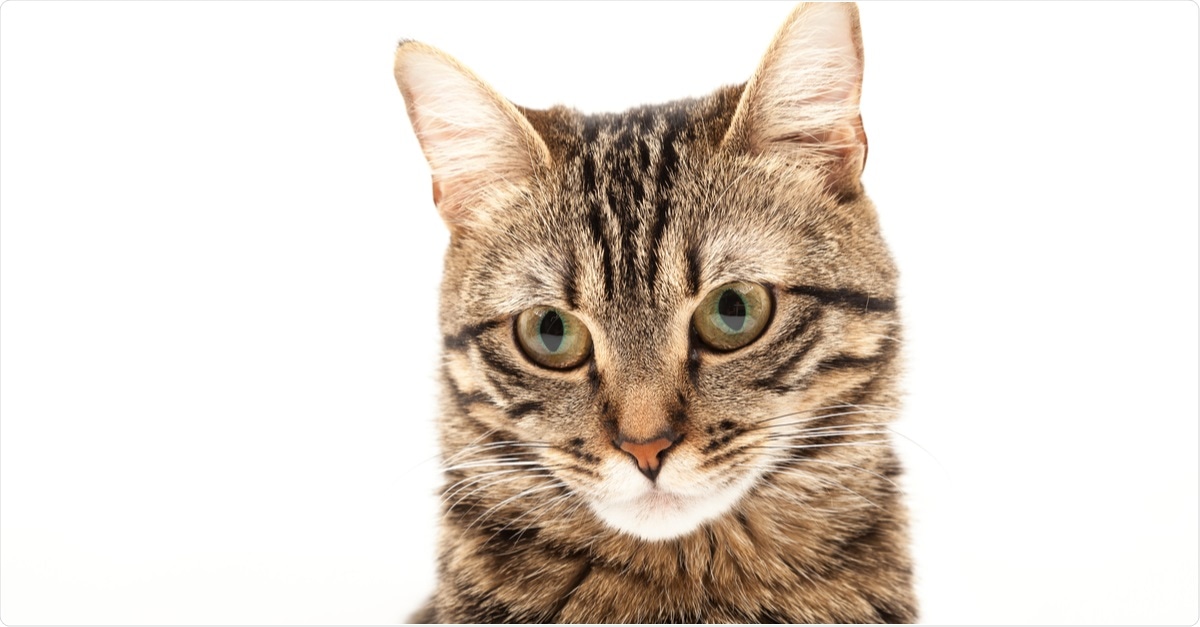 Study: Transmission of SARS-CoV-2 in domestic cats imposes a narrow bottleneck. Image Credit: Sozon / Shutterstock