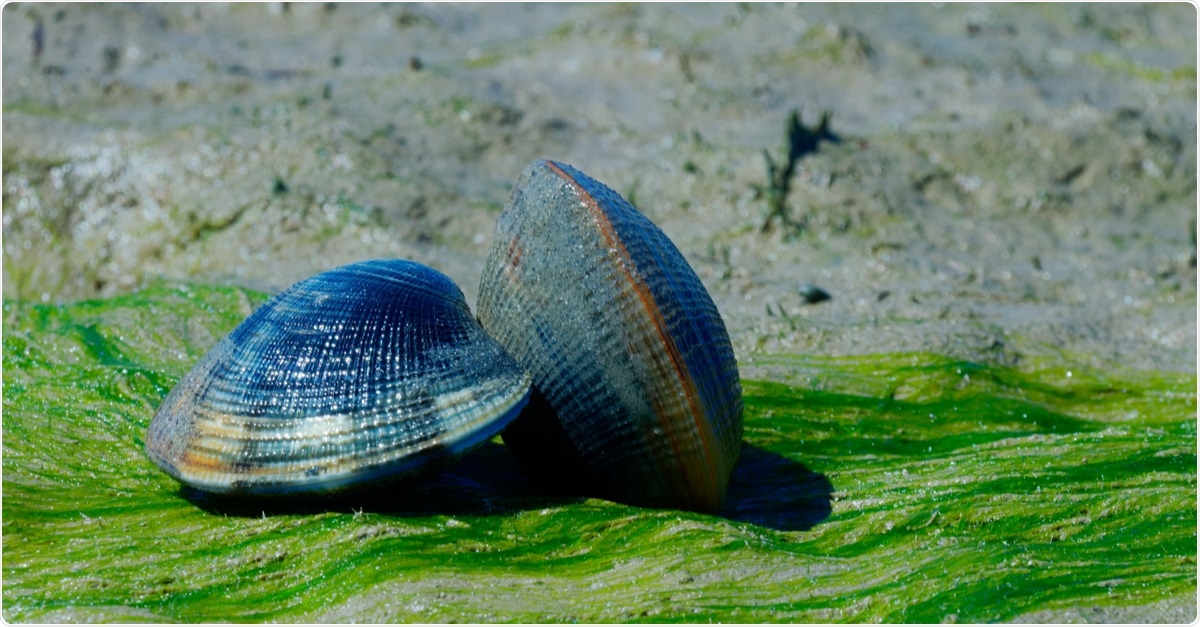Study: Molluscan Compounds Provide Drug Leads for the Treatment and Prevention of Respiratory Disease. Image Credit: KingQoala / Shutterstock