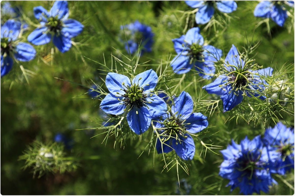 Nigella sativa. Image Credit: theapflueger / Shutterstock