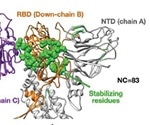 Computational study reveals SARS-CoV-2 spike protein structural stability