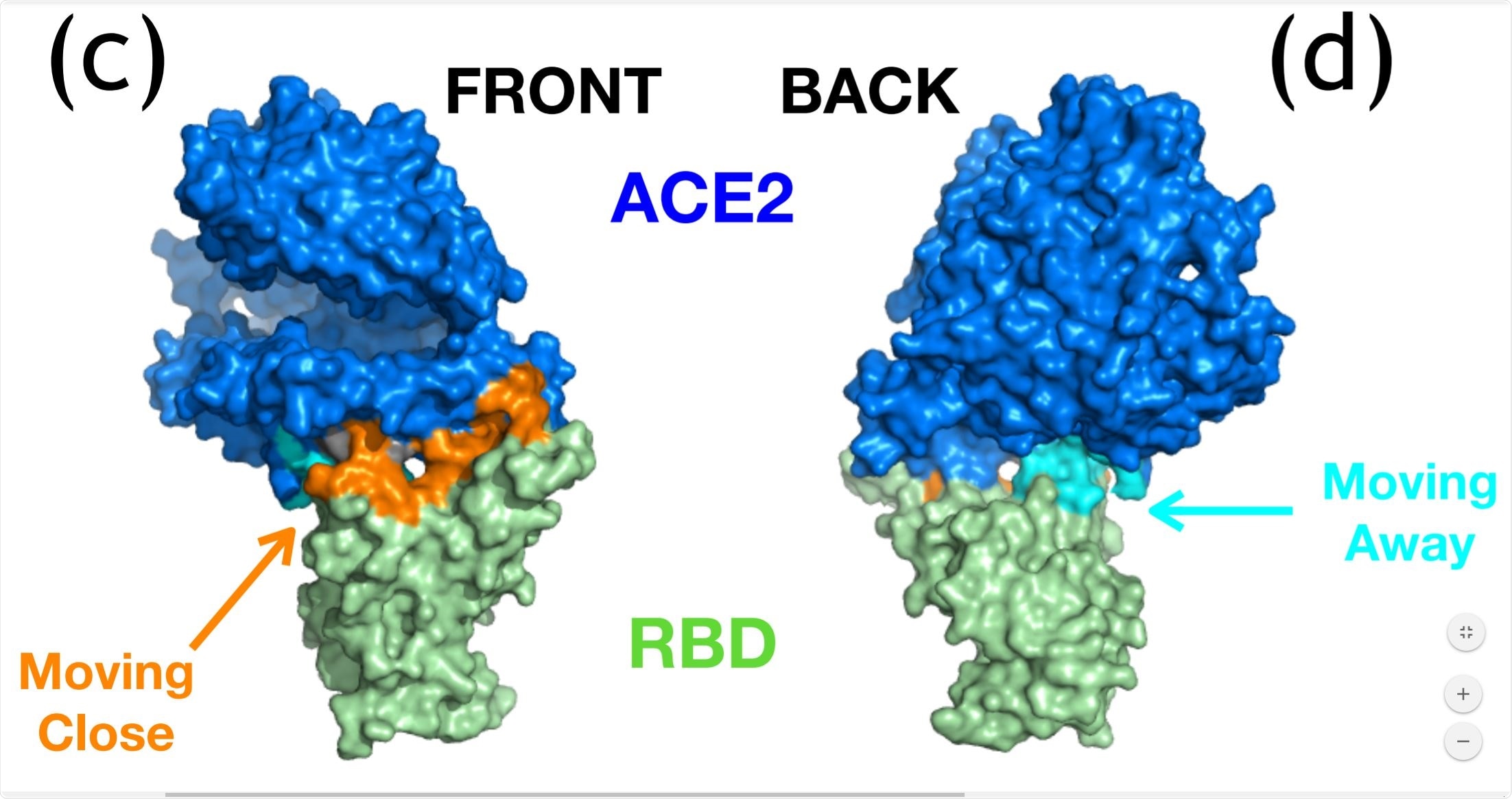 ENM analysis for ACE2-SARS-CoV-2