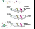 Rapid point-of-care lateral flow assay to assess the neutralizing activity of plasma against SARS-CoV-2