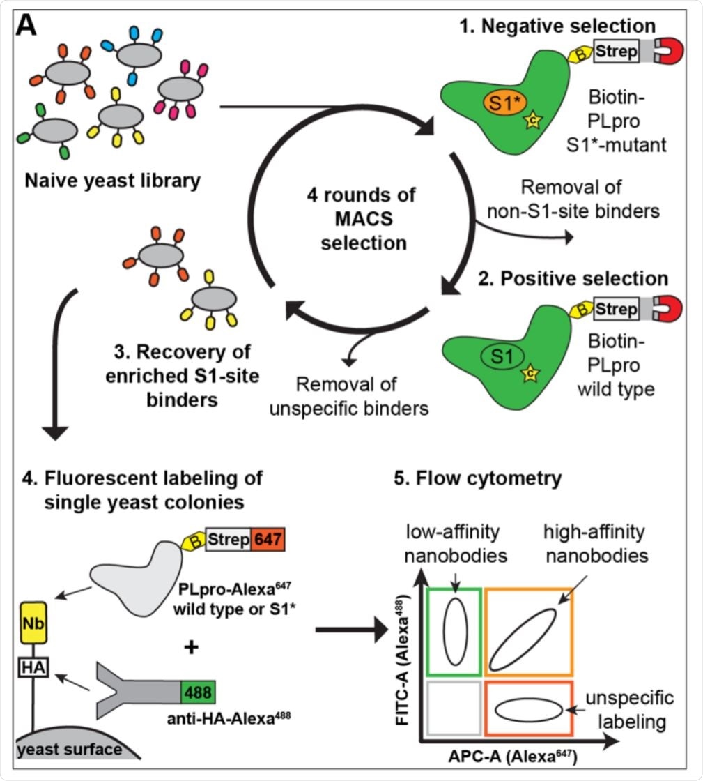 Development of nanobodies that inhibit Nsp3