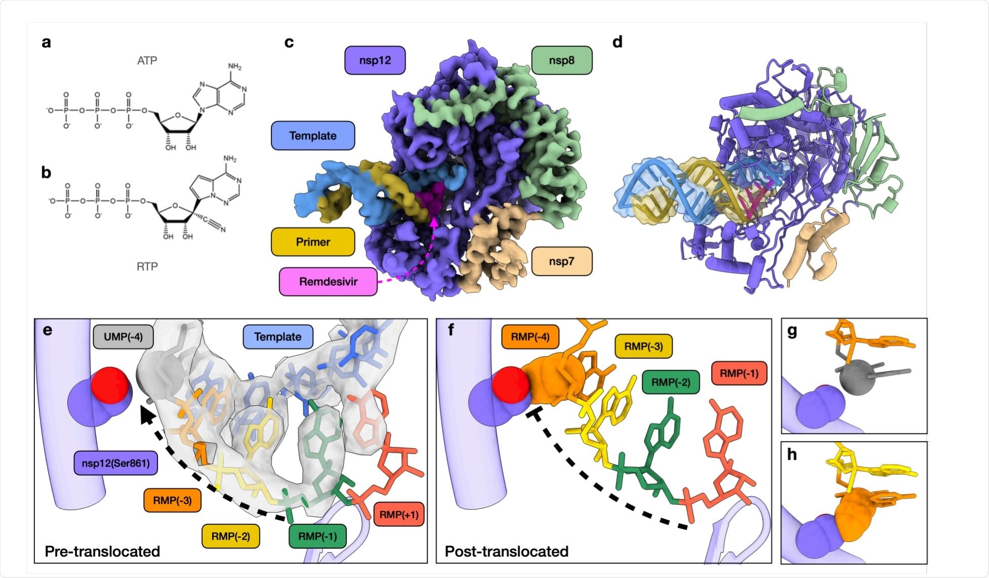 Structural basis of SARS-CoV-2 RdRp complex stalling by remdesivir.