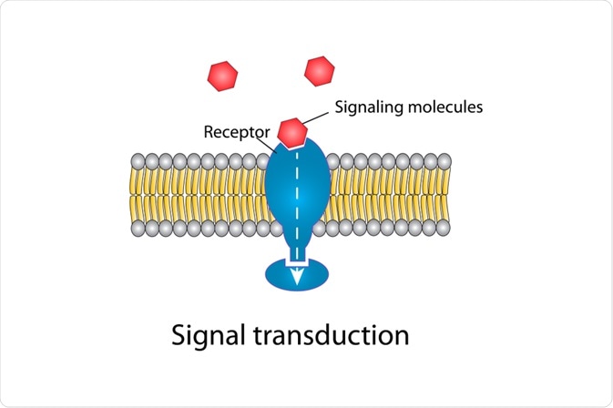 Signal Transduction