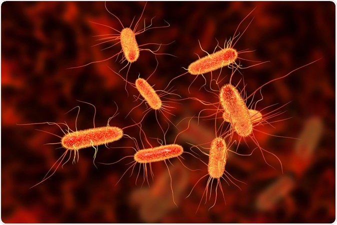 Escherichia coli bacterium, E.coli, gram-negative rod-shaped bacteria, part of intestinal normal flora and causative agent of diarrhea and inflammation, 3D illustration: Kateryna Kon / Shutterstock