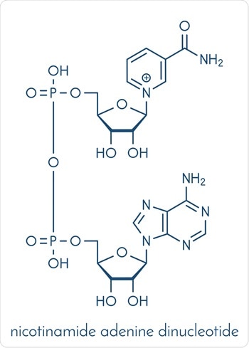 Nicotinamide adenine dinucleotide (NAD+) coenzyme molecule. Important coenzyme in many redox reactions. Image Credit: StudioMolekuul / SHutterstock